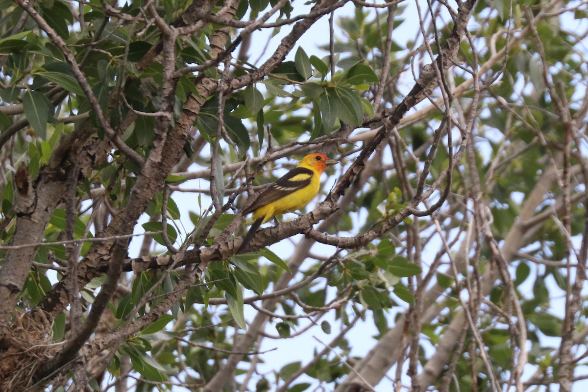 Western Tanager - ML638683421