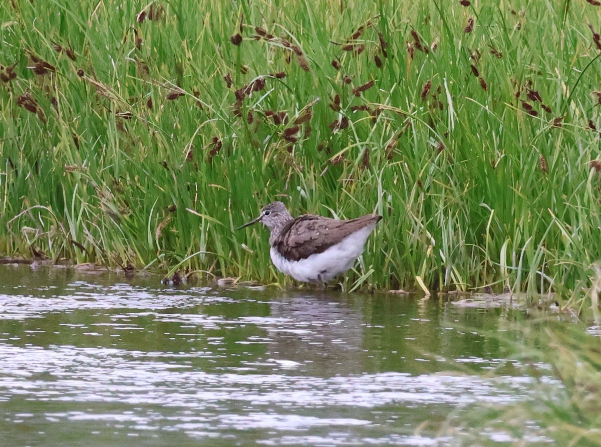 Green Sandpiper - ML638683423