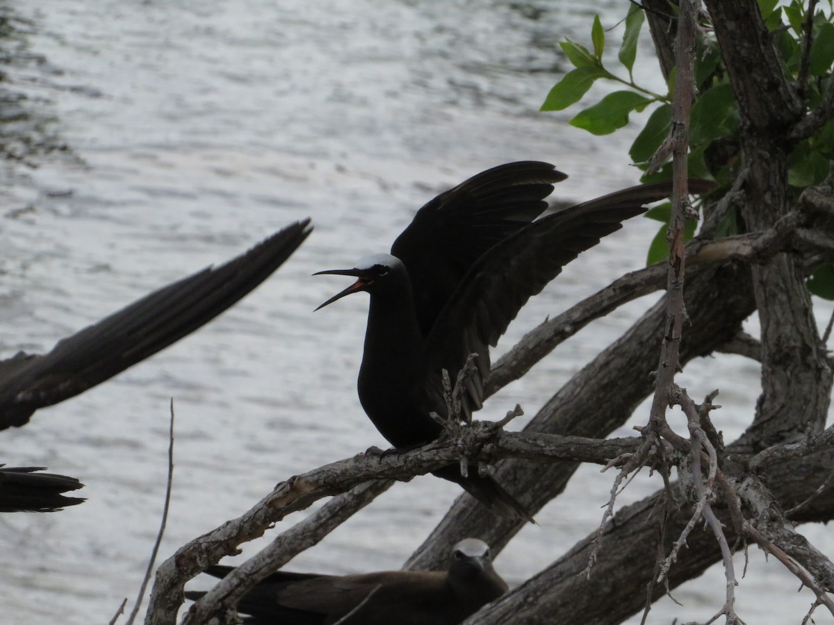 Black Noddy - ML638683426