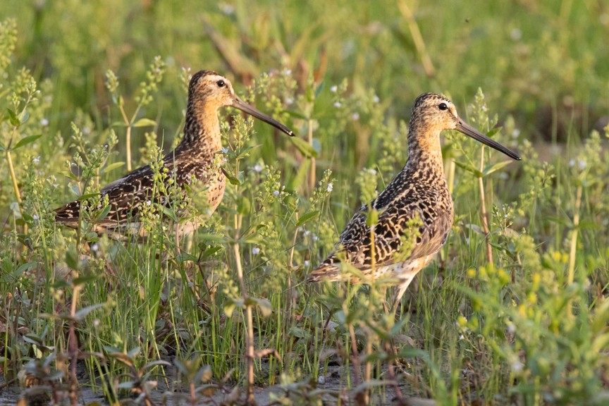Short-billed Dowitcher - ML638683428