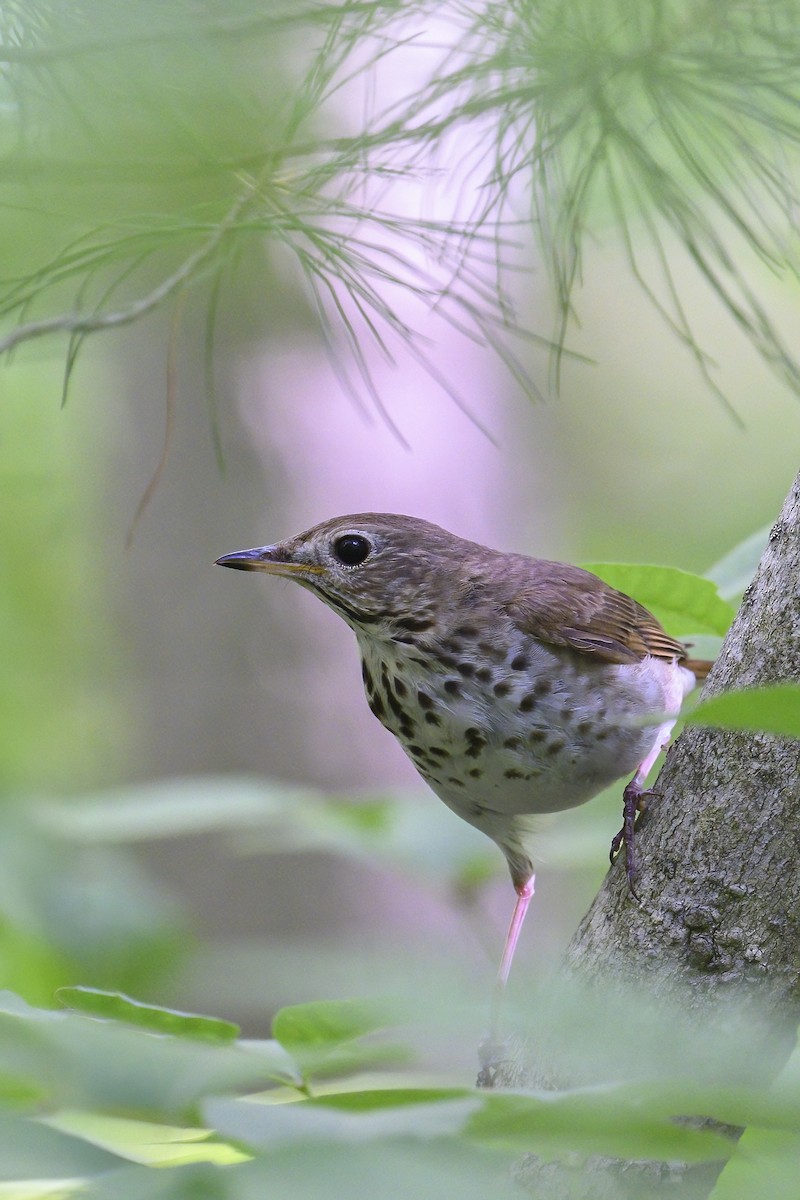 Hermit Thrush - ML638683432