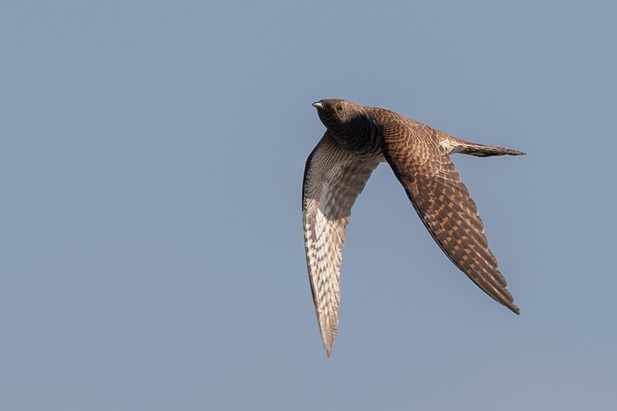 Common Cuckoo - ML638683433