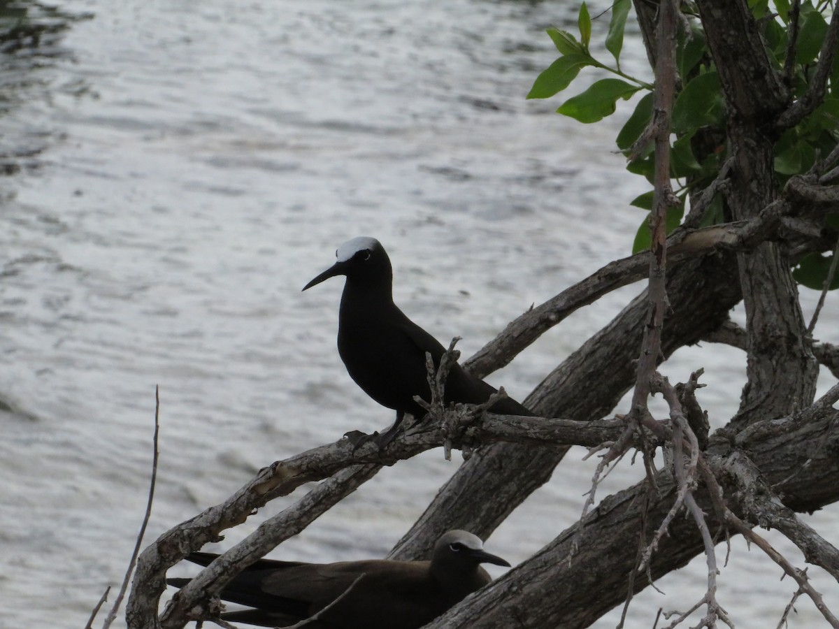 Black Noddy - ML638683435