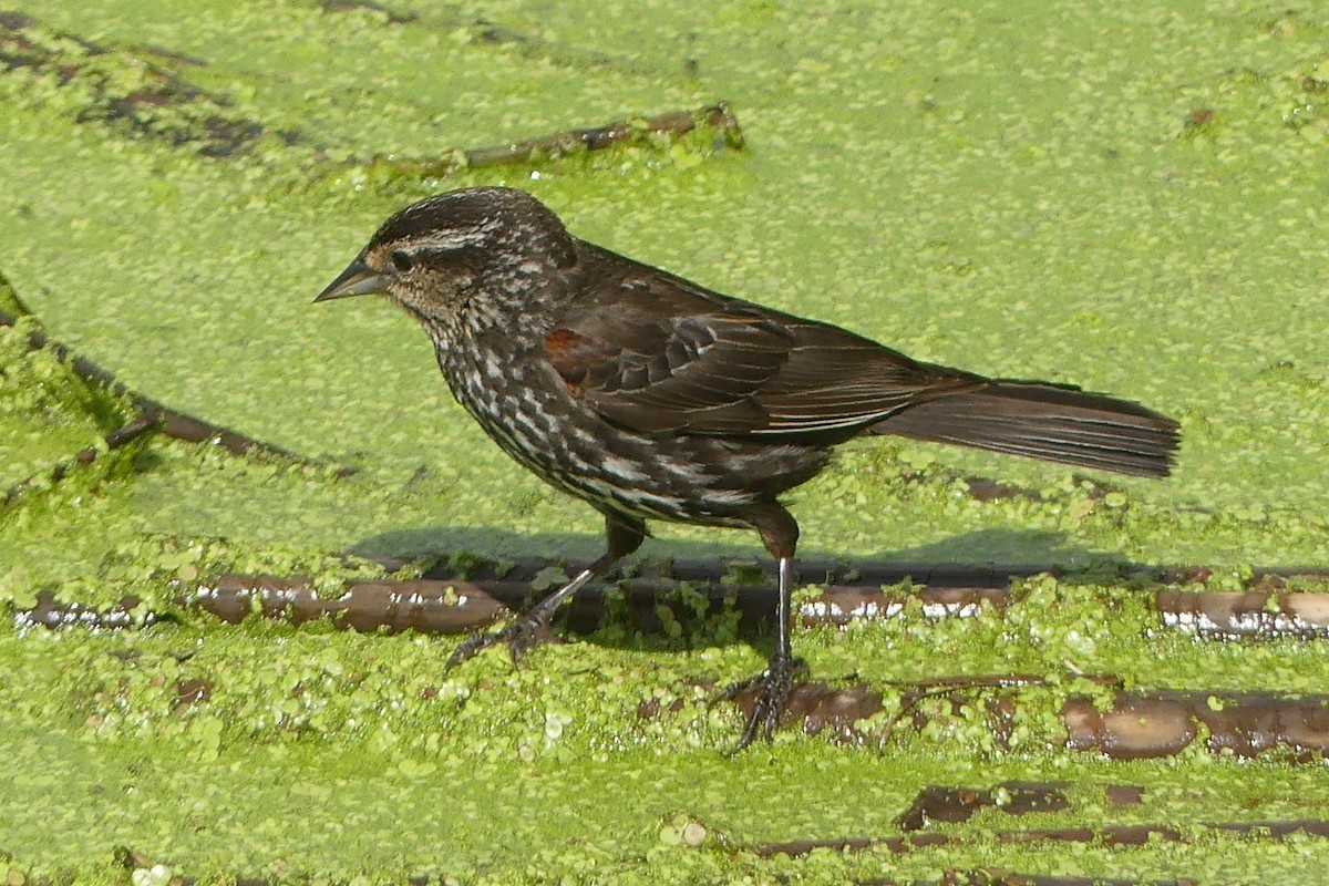 Red-winged Blackbird - ML638683441