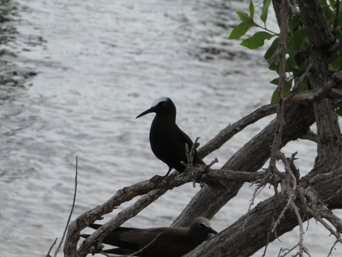 Black Noddy - ML638683443