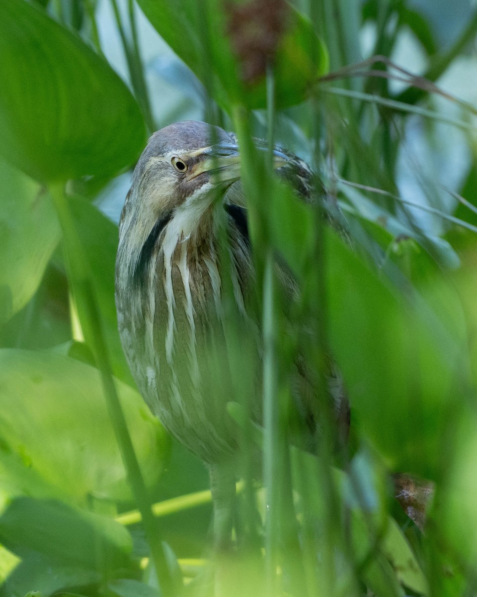 American Bittern - ML638683445