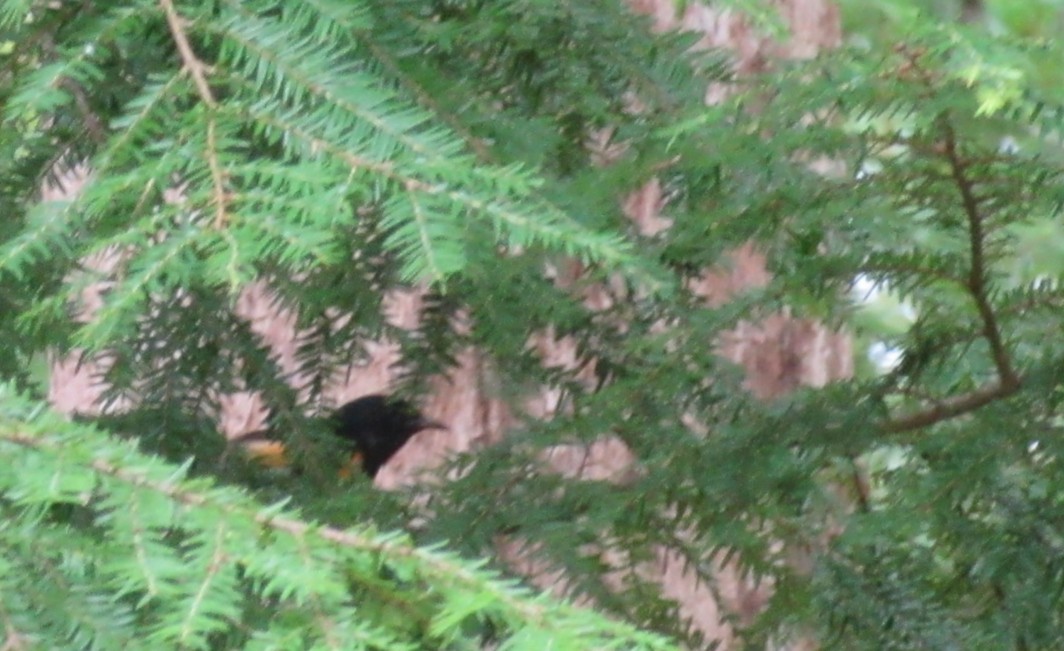 American Redstart - ML638683450