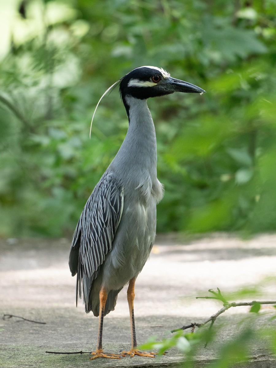 Yellow-crowned Night Heron - ML638683452