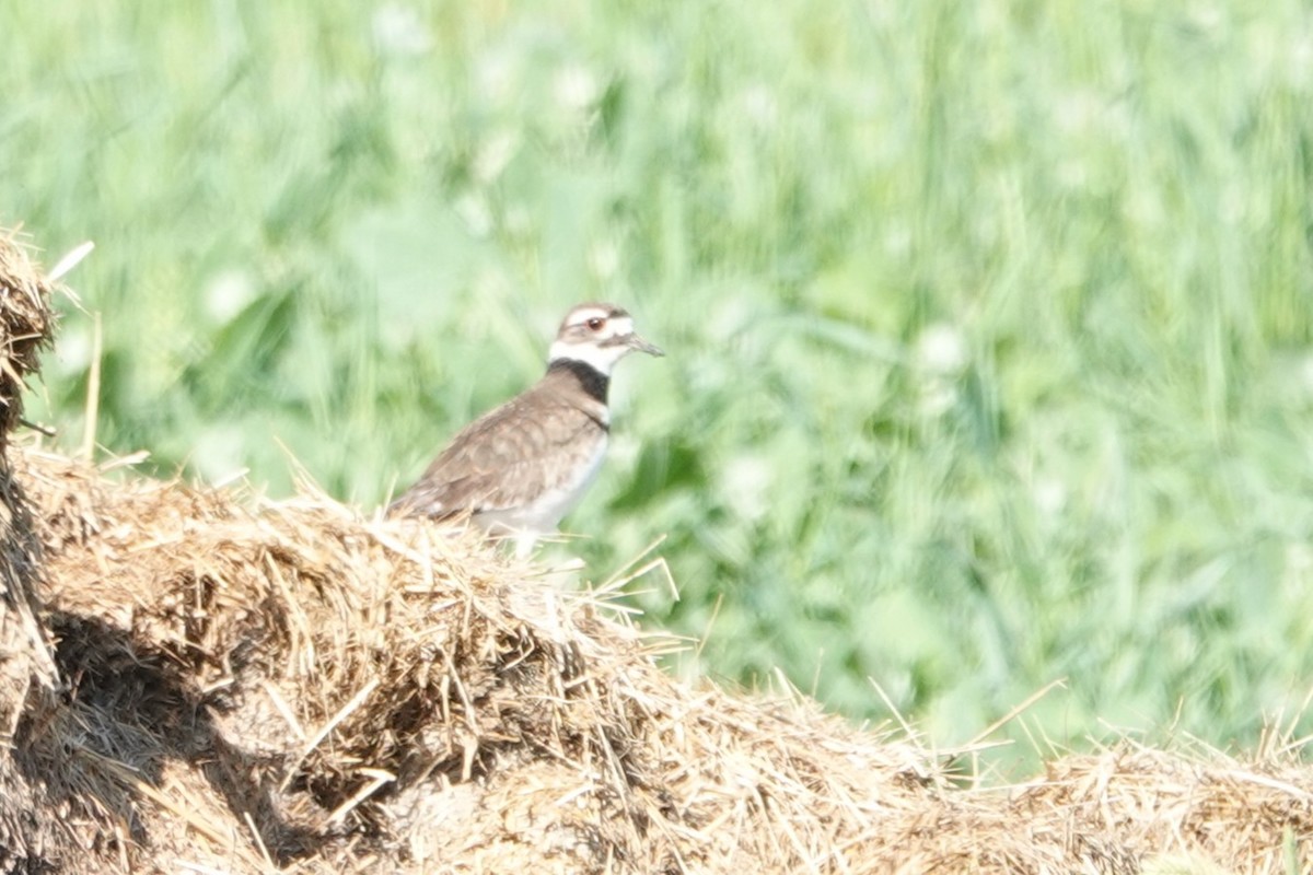 Killdeer - ML638683453