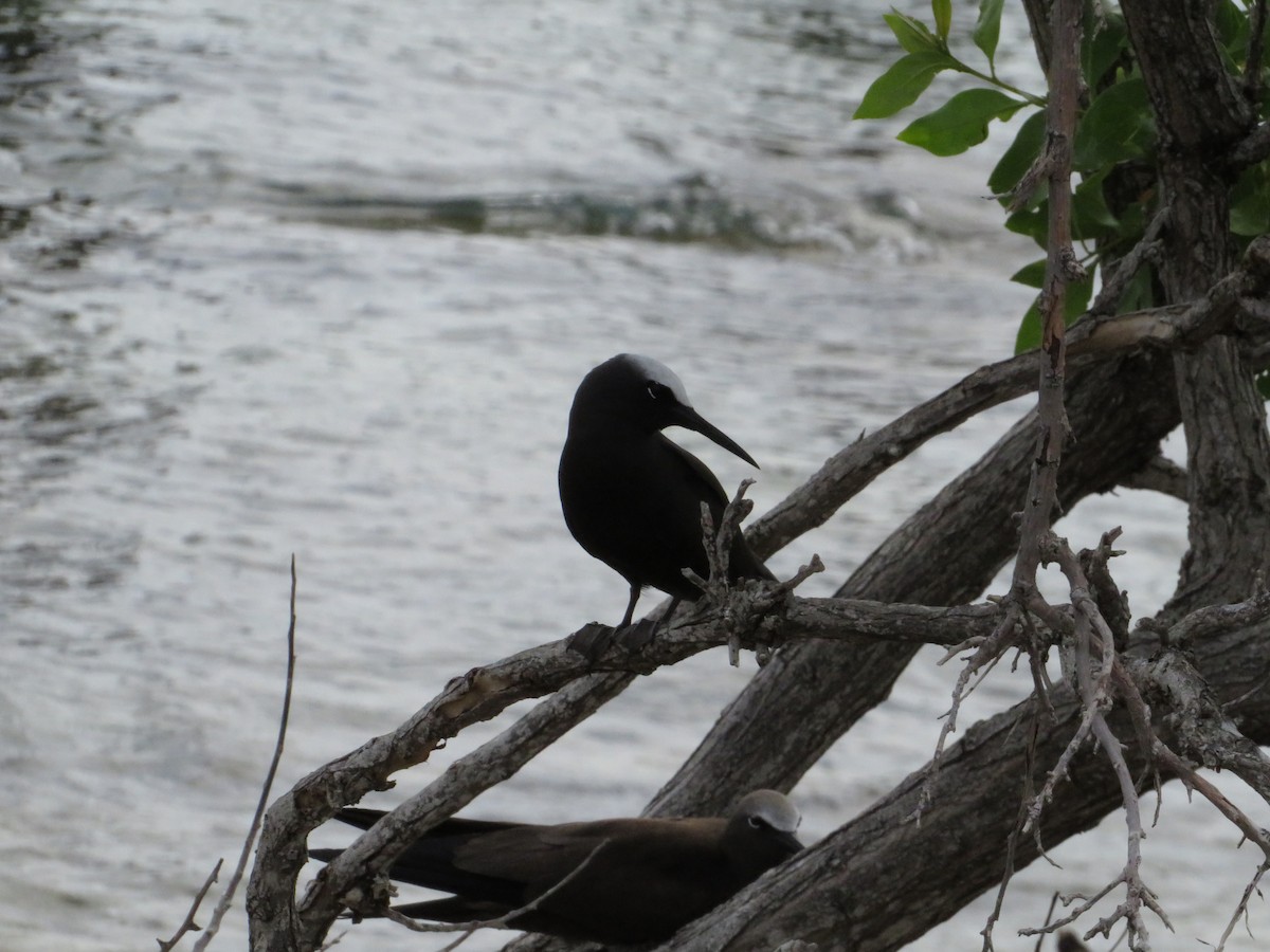 Black Noddy - ML638683458