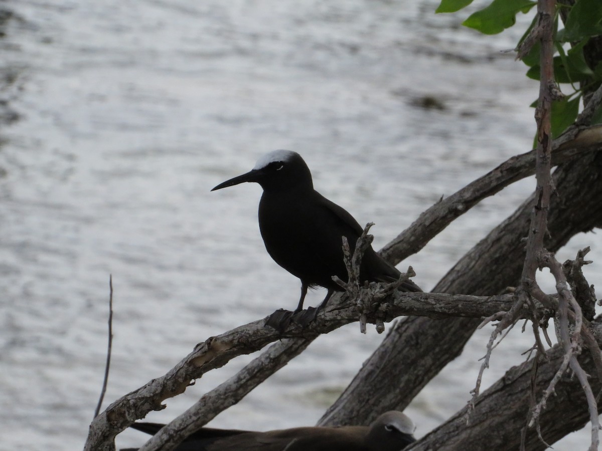Black Noddy - ML638683470