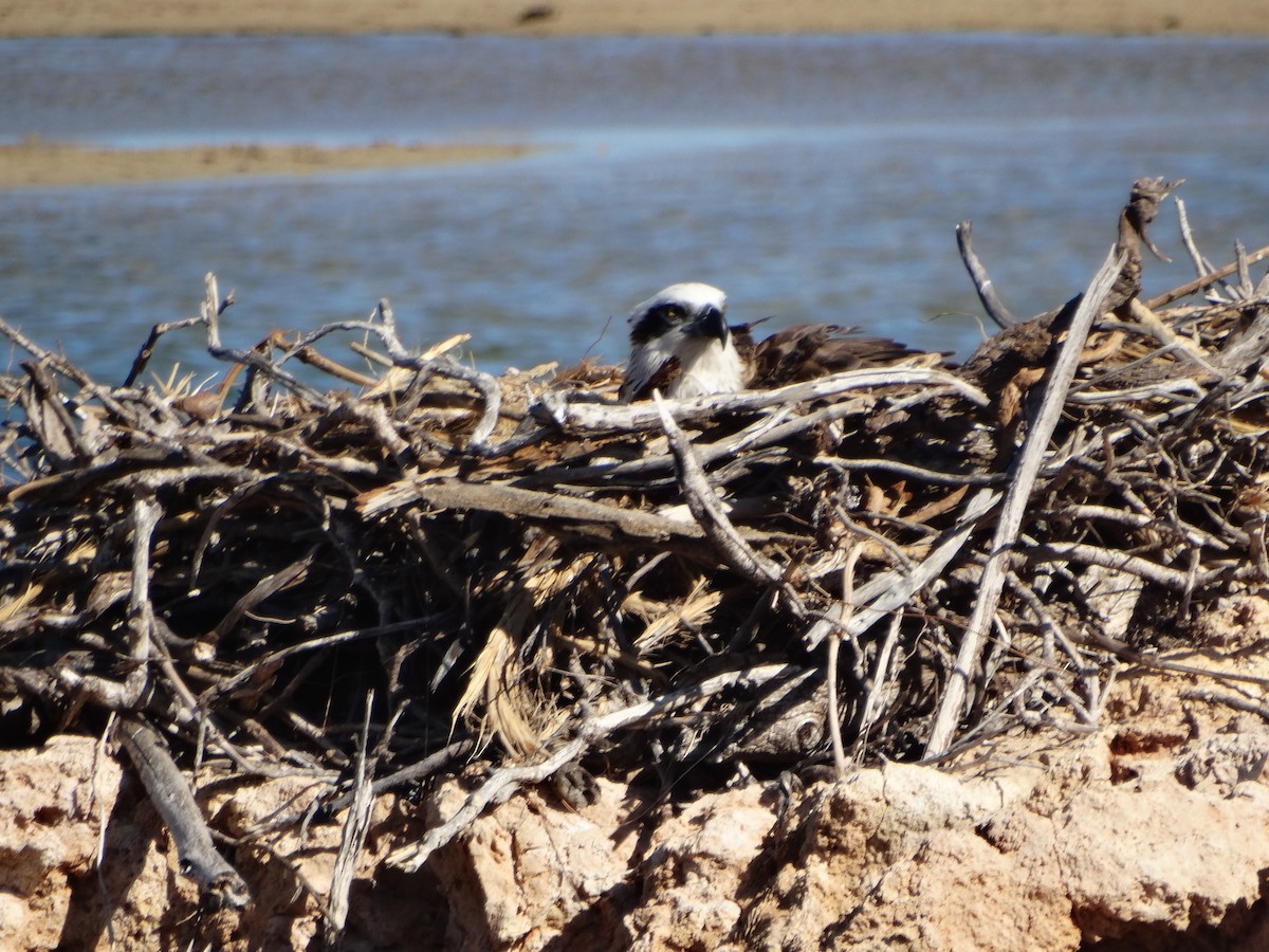 Osprey - ML638683475