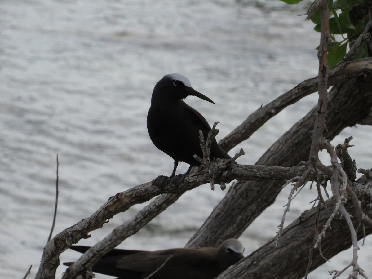 Black Noddy - ML638683481