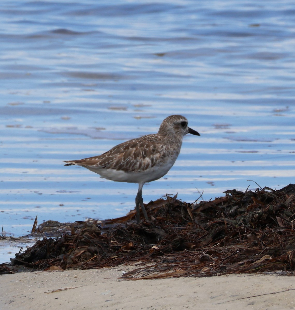 Black-bellied Plover - ML638683488