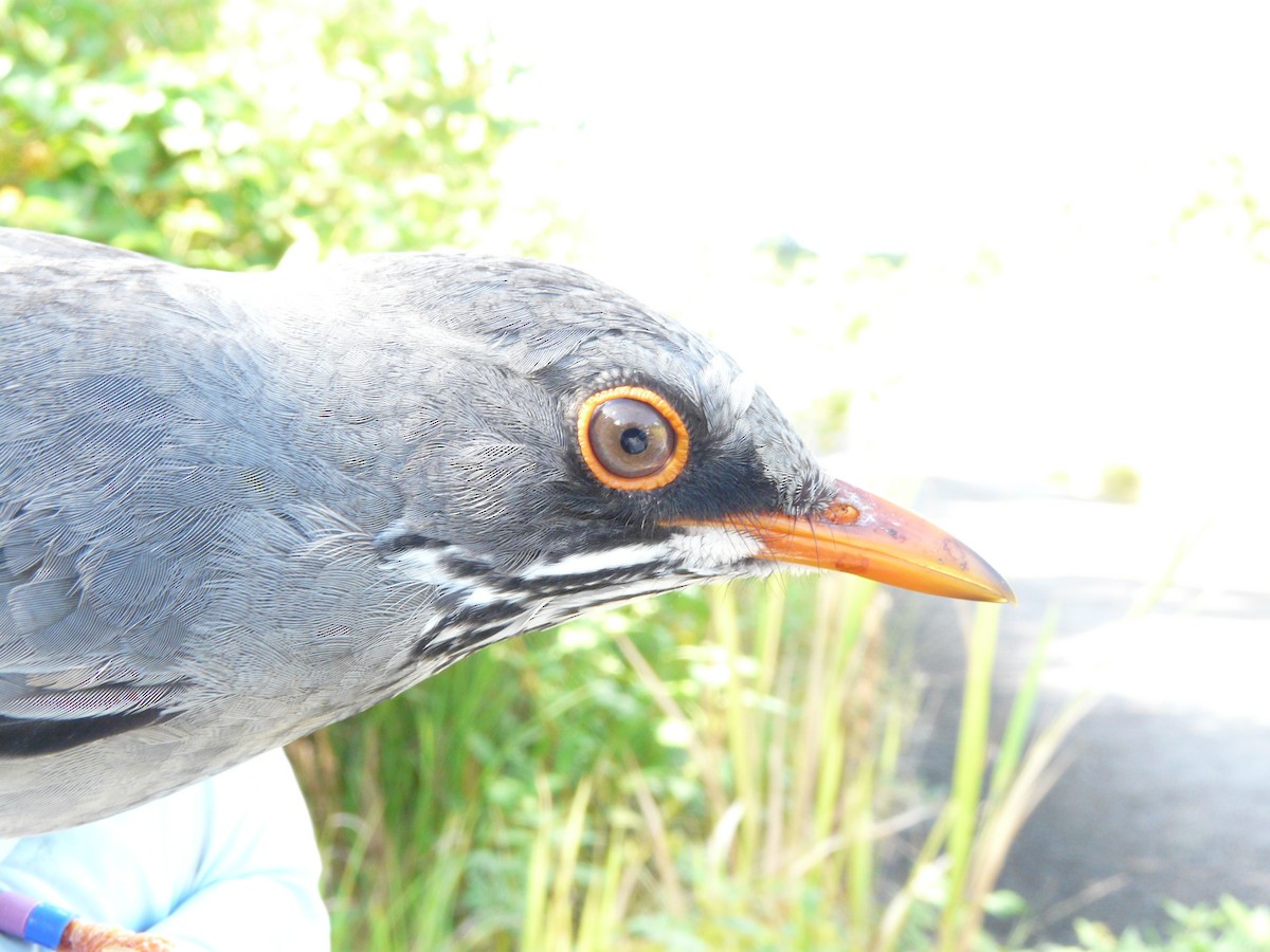 Дрізд карибський (підвид ardosiaceus/albiventris) - ML638683515