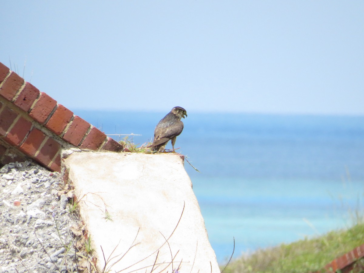 Підсоколик малий (підвид columbarius) - ML638683517