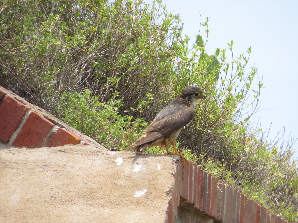 Merlin (Taiga) - ML638683522