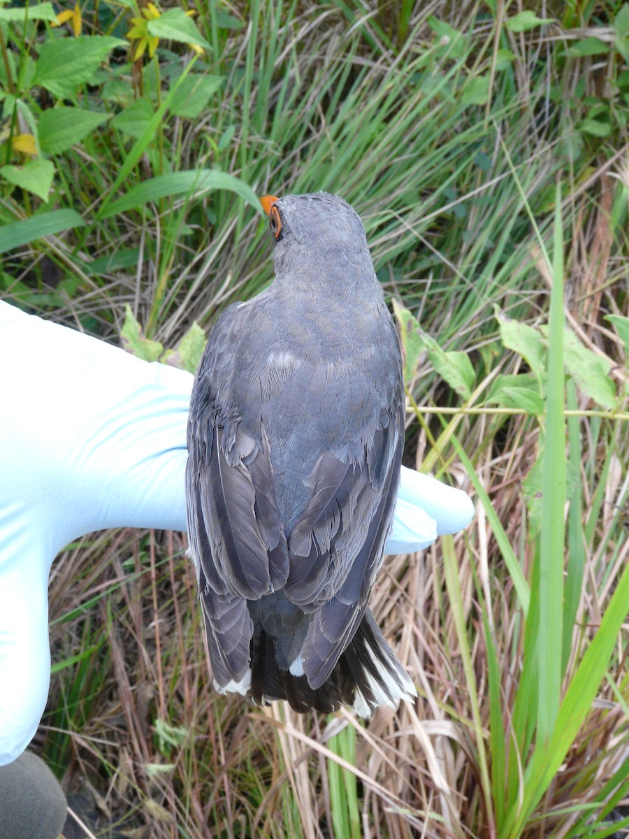 Red-legged Thrush (Antillean) - ML638683541