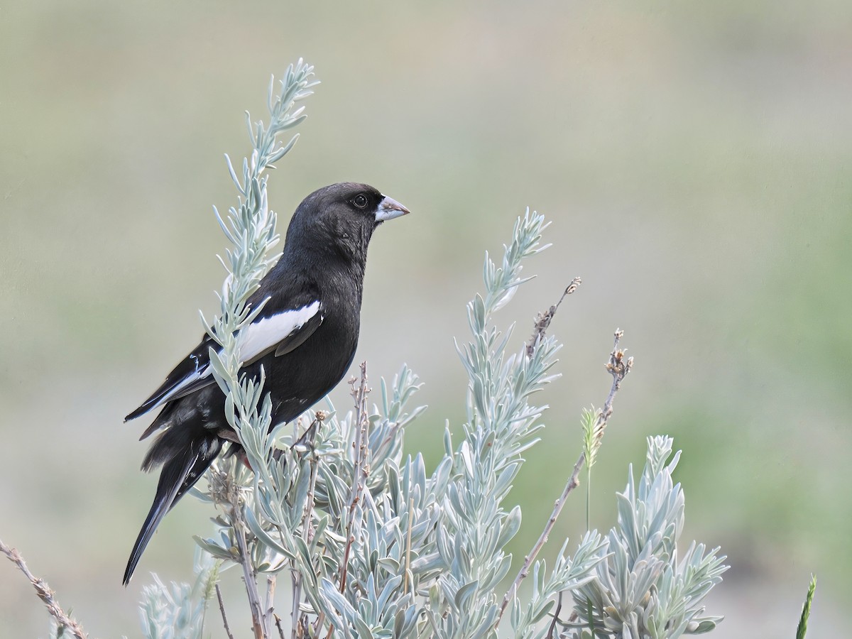 Lark Bunting - ML638683545