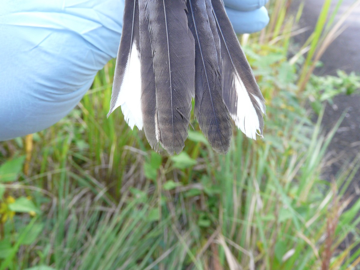 Red-legged Thrush (Antillean) - ML638683548