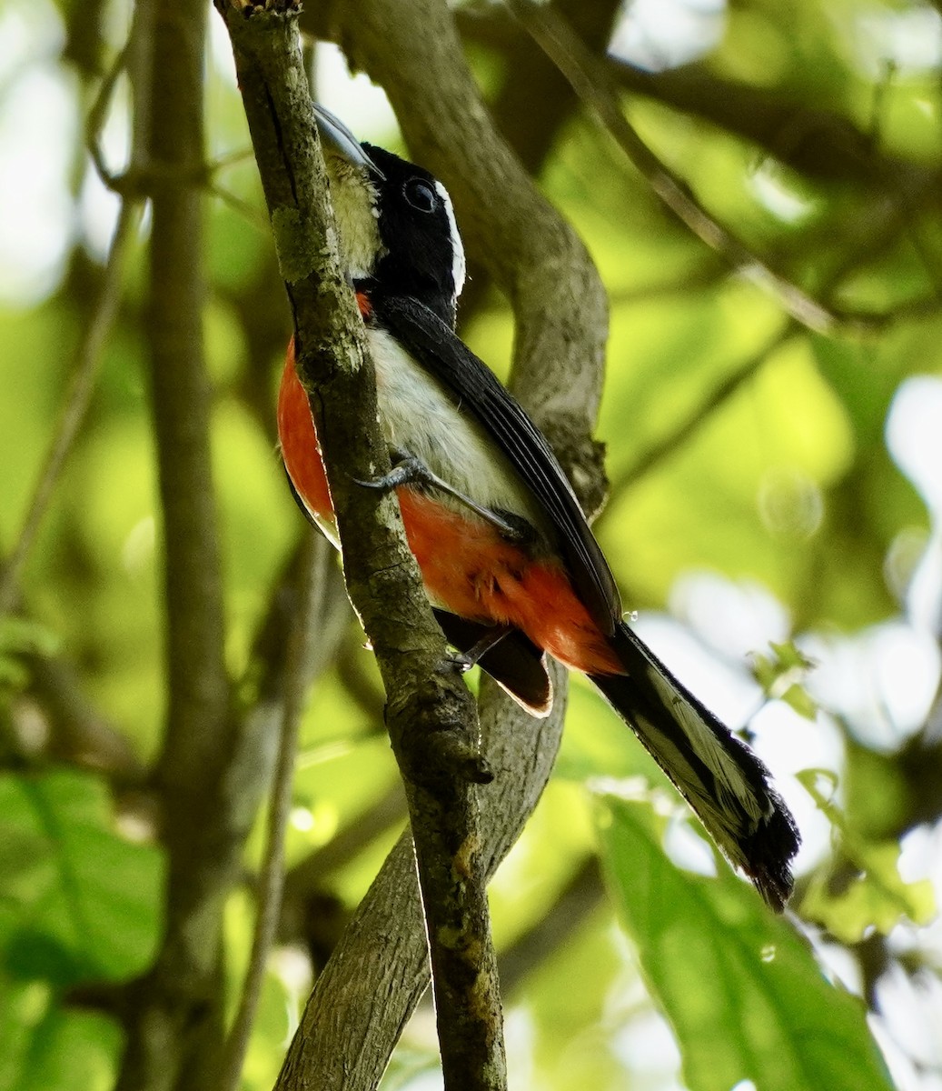 Red-breasted Chat - ML638683549