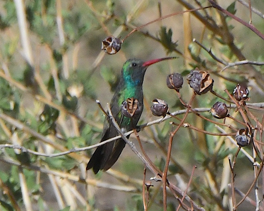 Broad-billed Hummingbird - ML638683551
