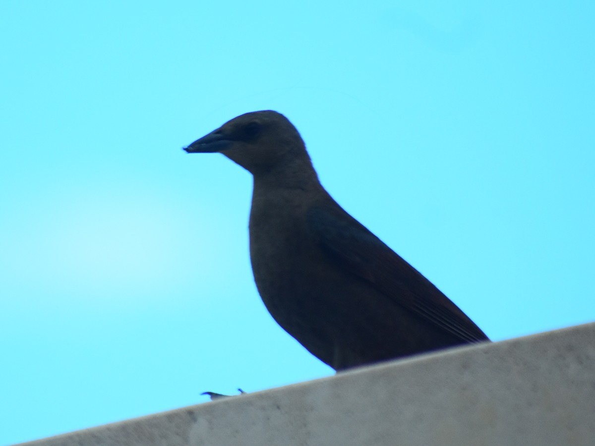 purpurhodetrupial - ML638683593
