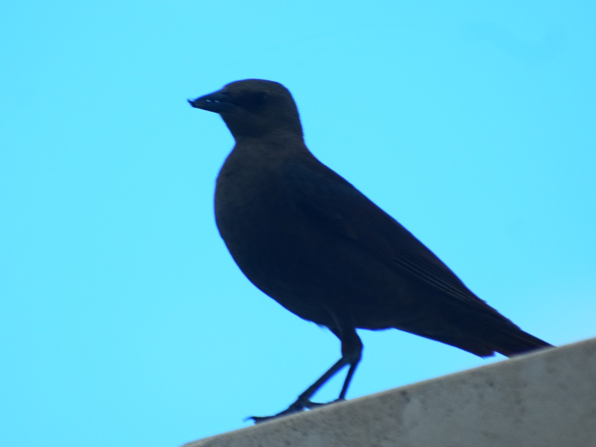 purpurhodetrupial - ML638683598