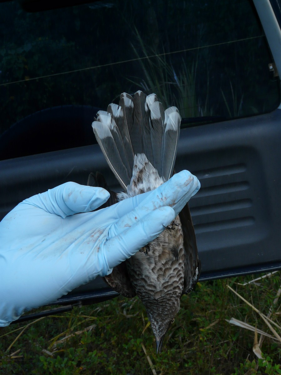 skjellspottefugl - ML638683600