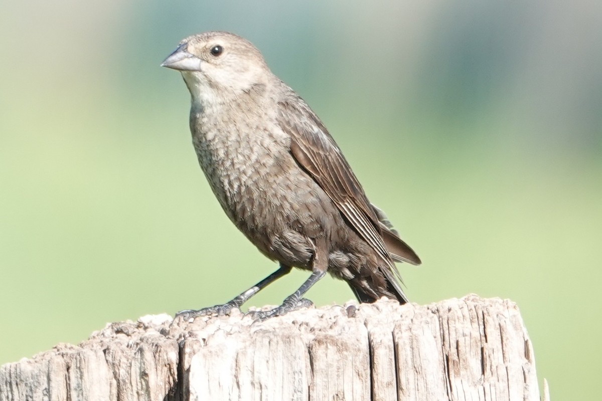 brunhodetrupial - ML638683606
