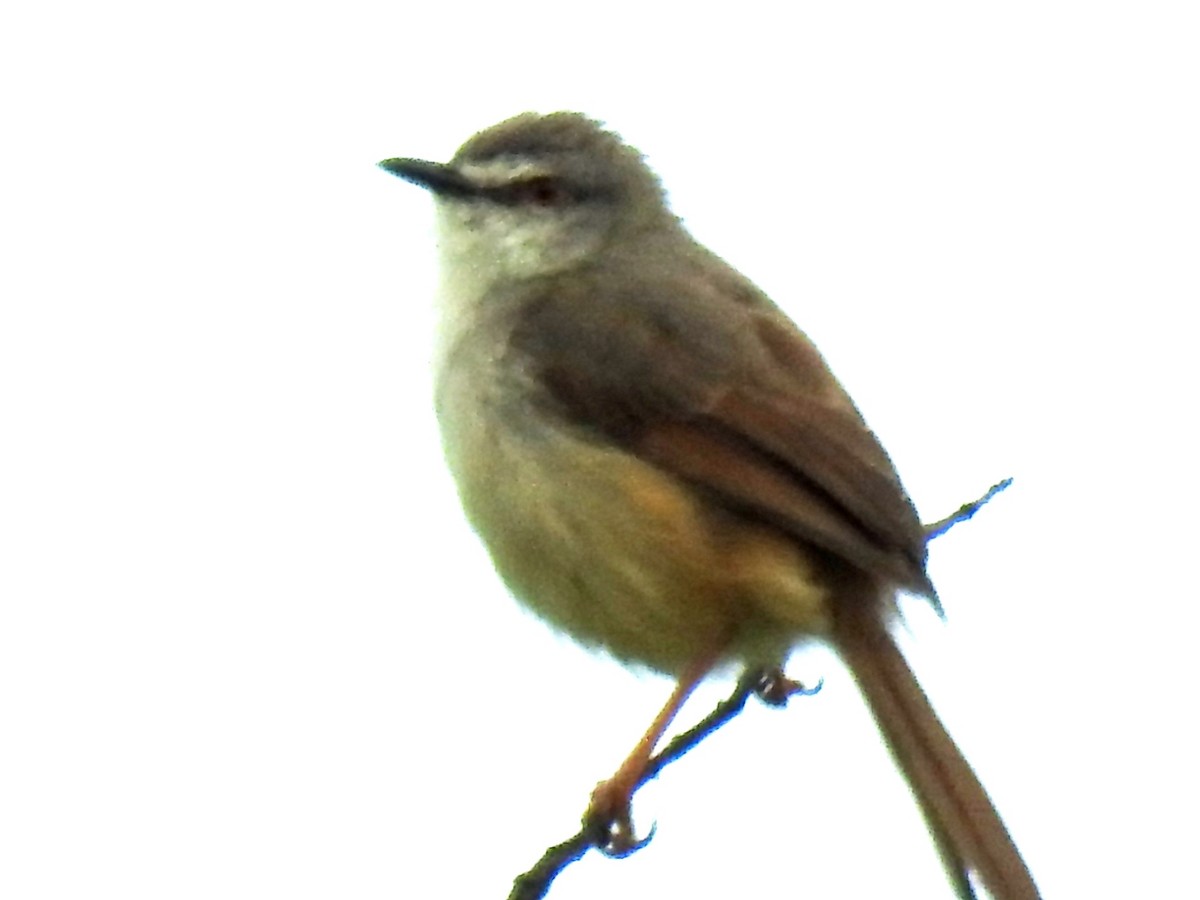 okerflankeprinia - ML638683609