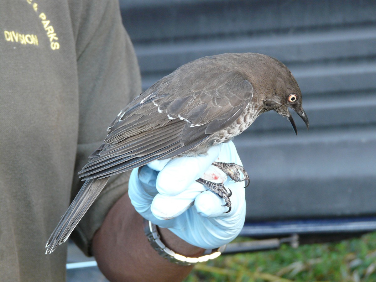 skjellspottefugl - ML638683612