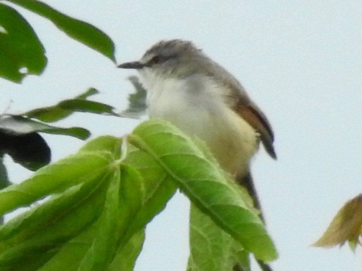 okerflankeprinia - ML638683613