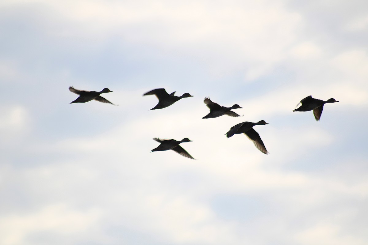 Yellow-billed Pintail - ML638683623