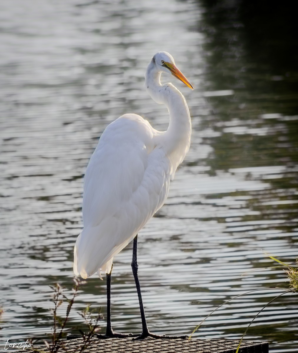 Great Egret - ML638683626