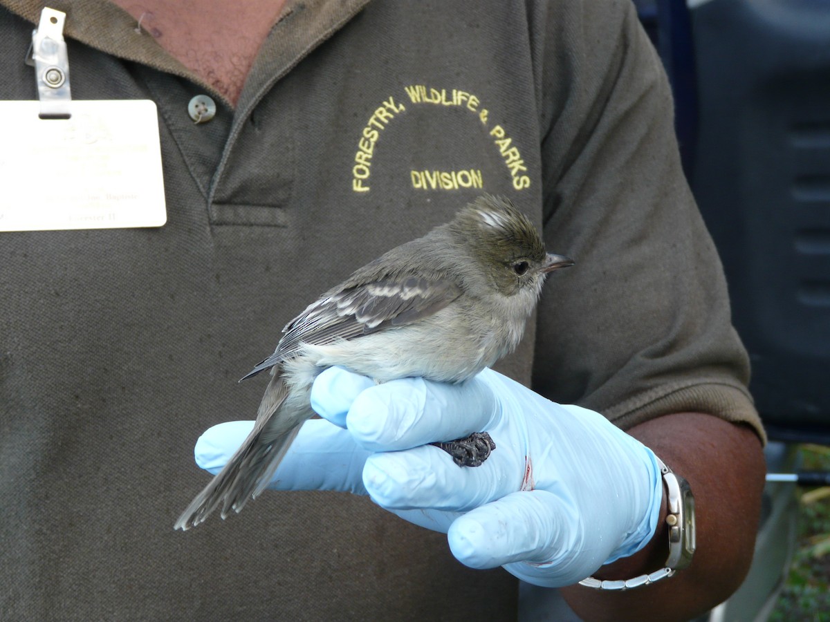 karibelenia - ML638683662