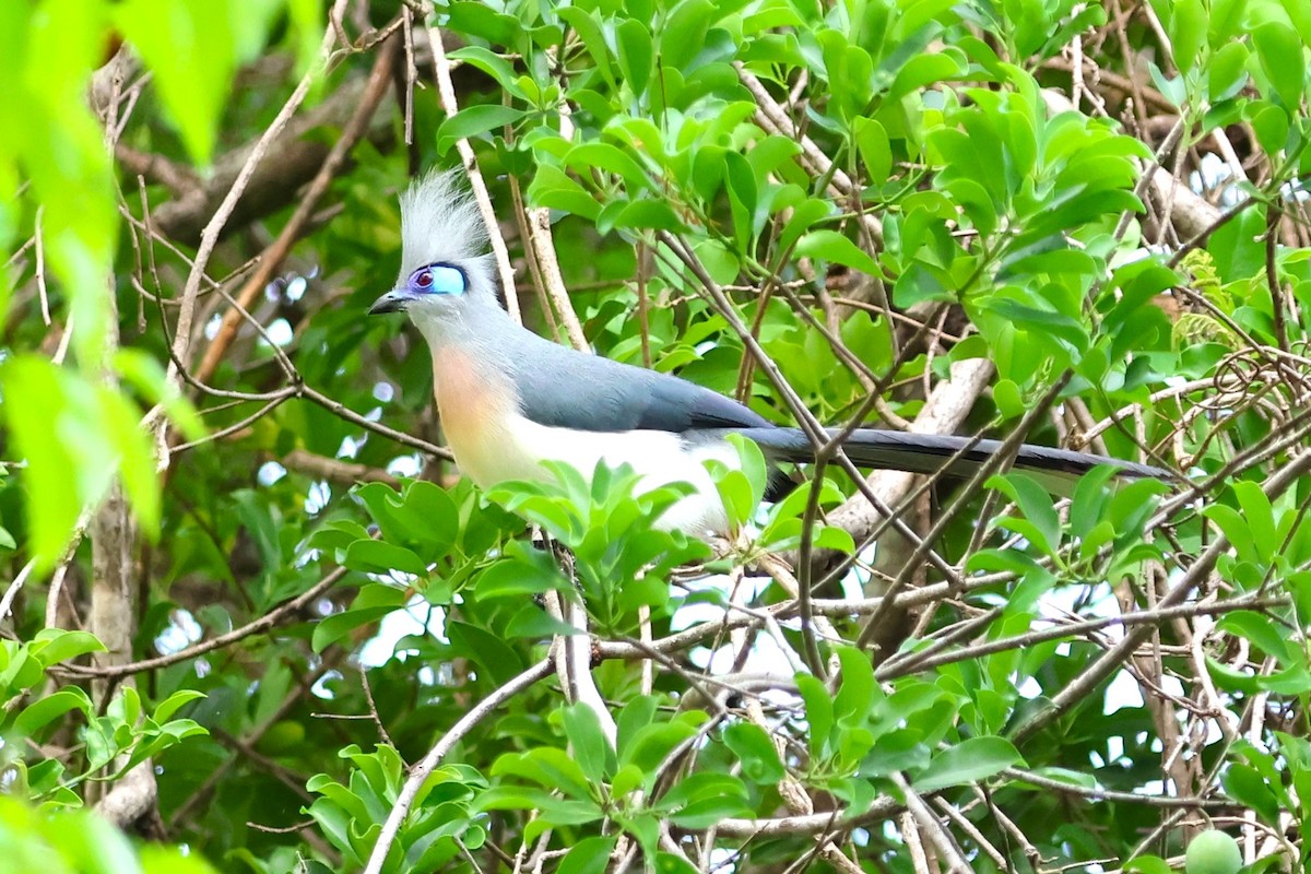 Crested Coua - ML638683710