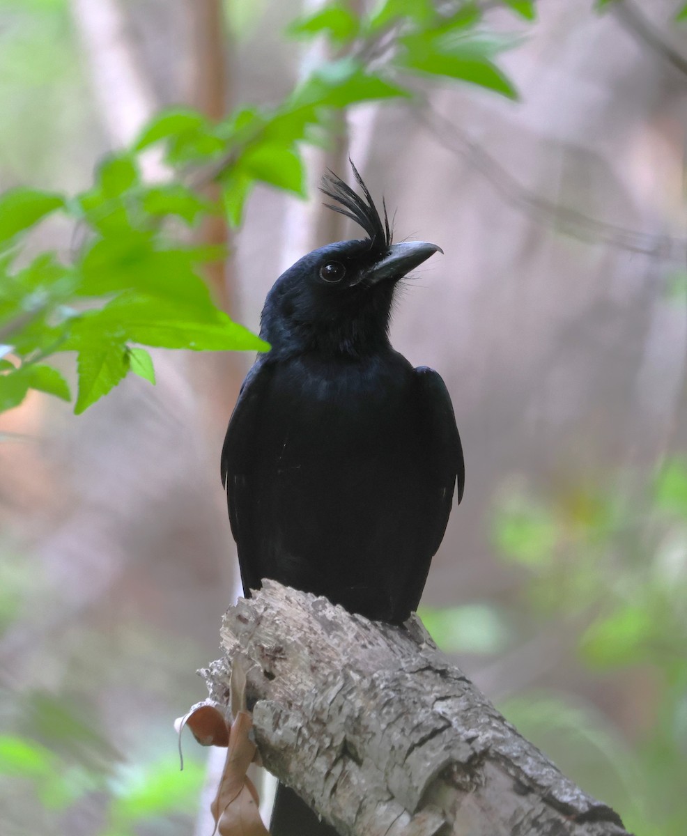 Crested Drongo - ML638683724