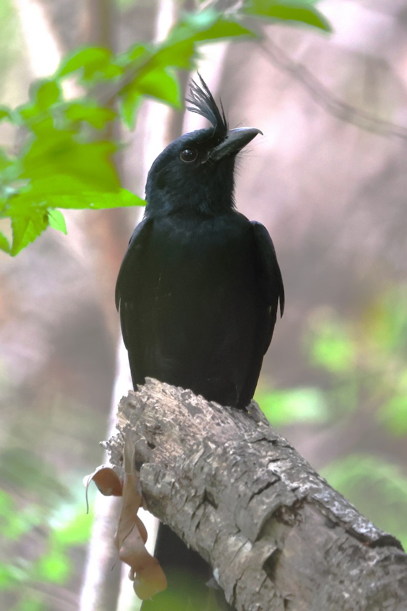 Crested Drongo - ML638683725