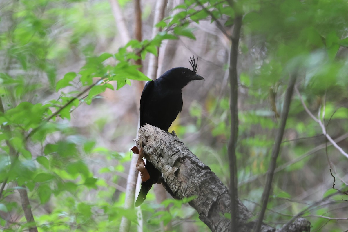 Crested Drongo - ML638683728