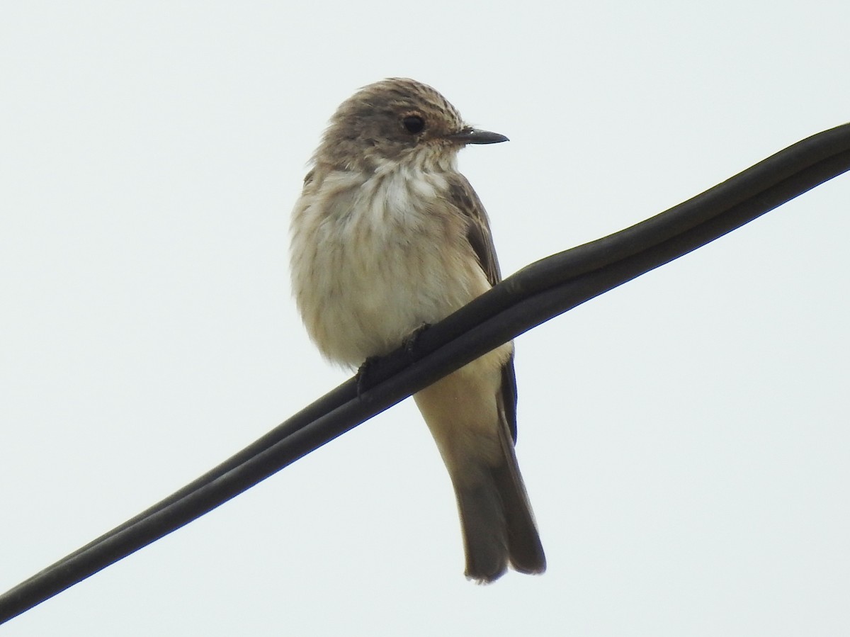 Spotted Flycatcher - ML638683743