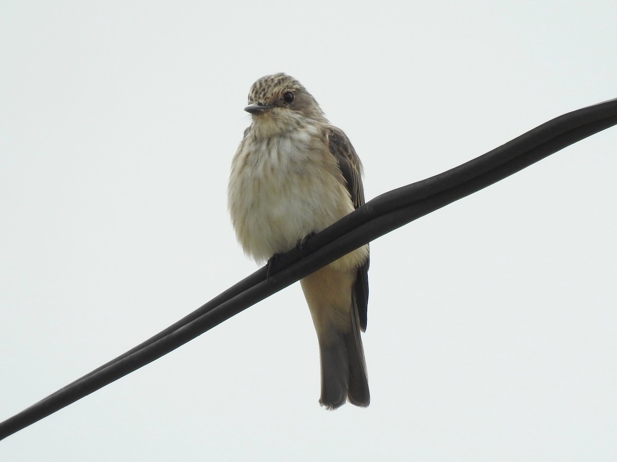 Spotted Flycatcher - ML638683744
