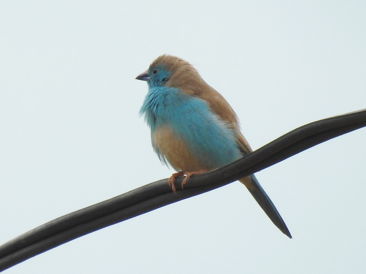 Southern Cordonbleu - ML638683755