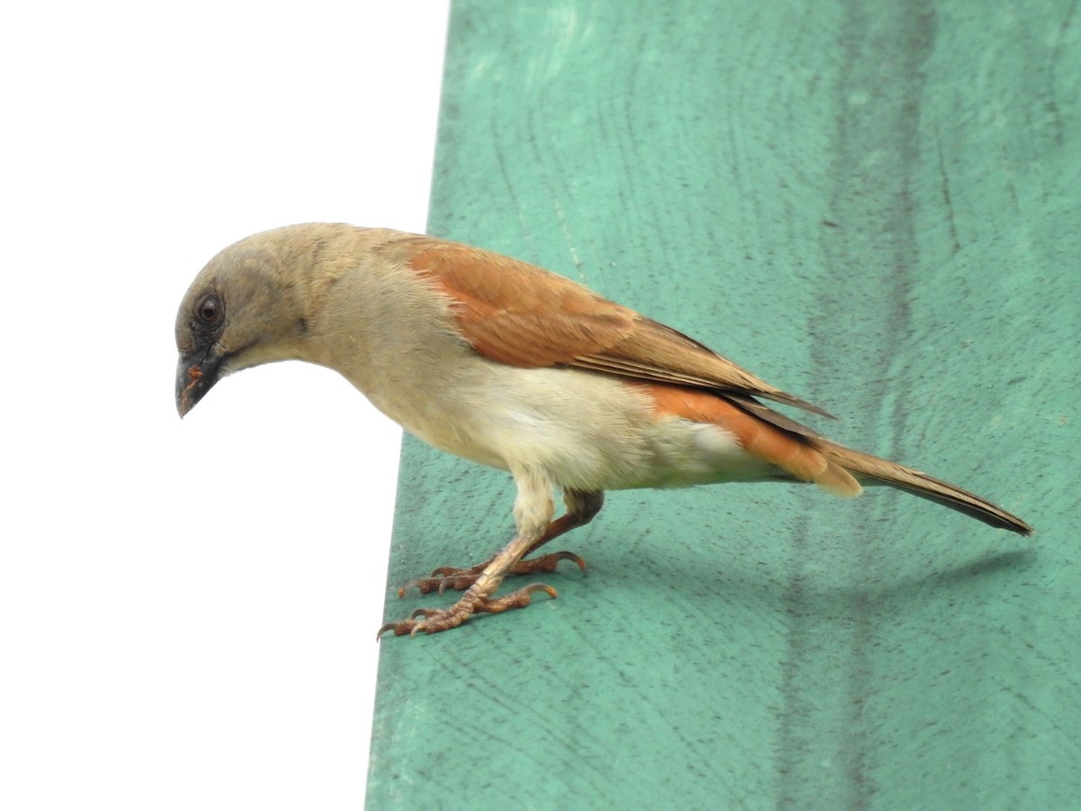 Northern Gray-headed Sparrow - ML638683763