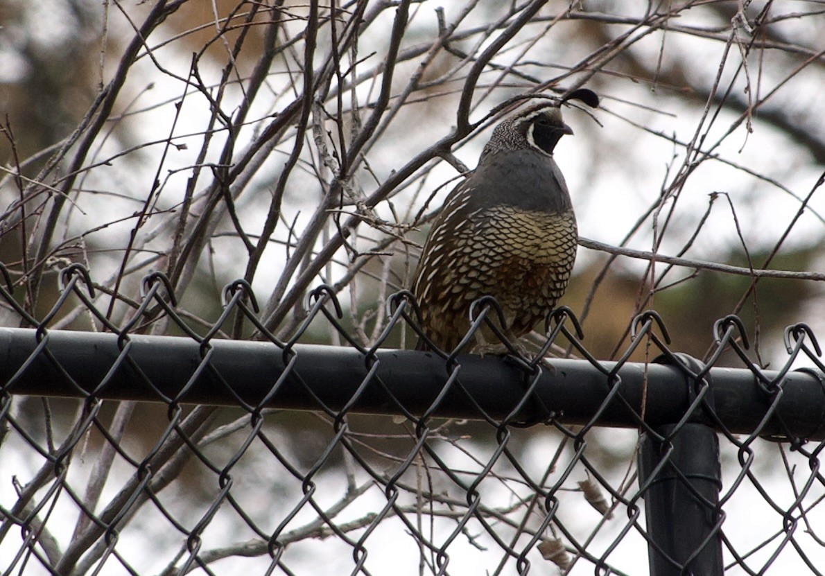 California Quail - ML638683766