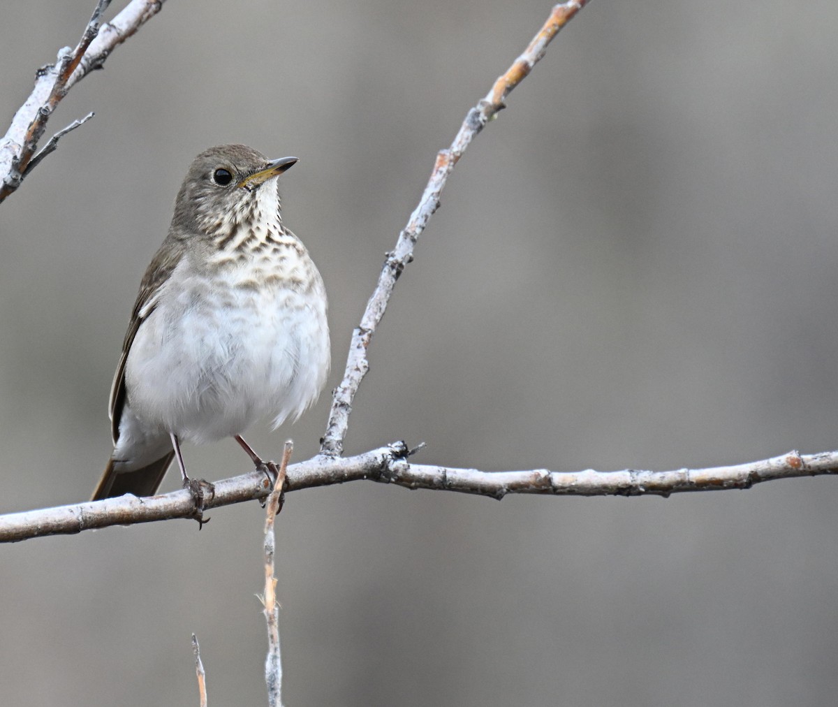 Gray-cheeked Thrush - ML638683812