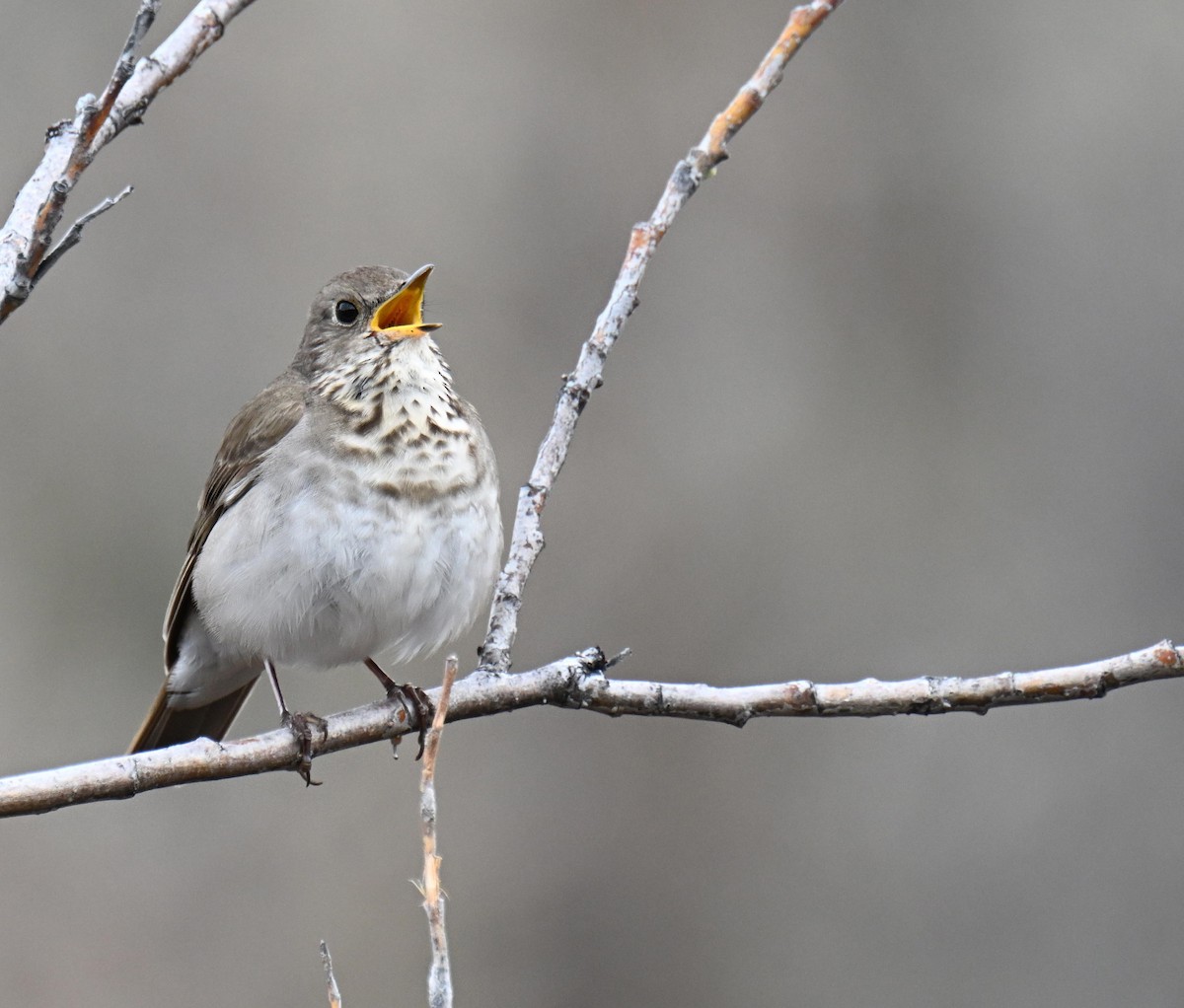 Gray-cheeked Thrush - ML638683813