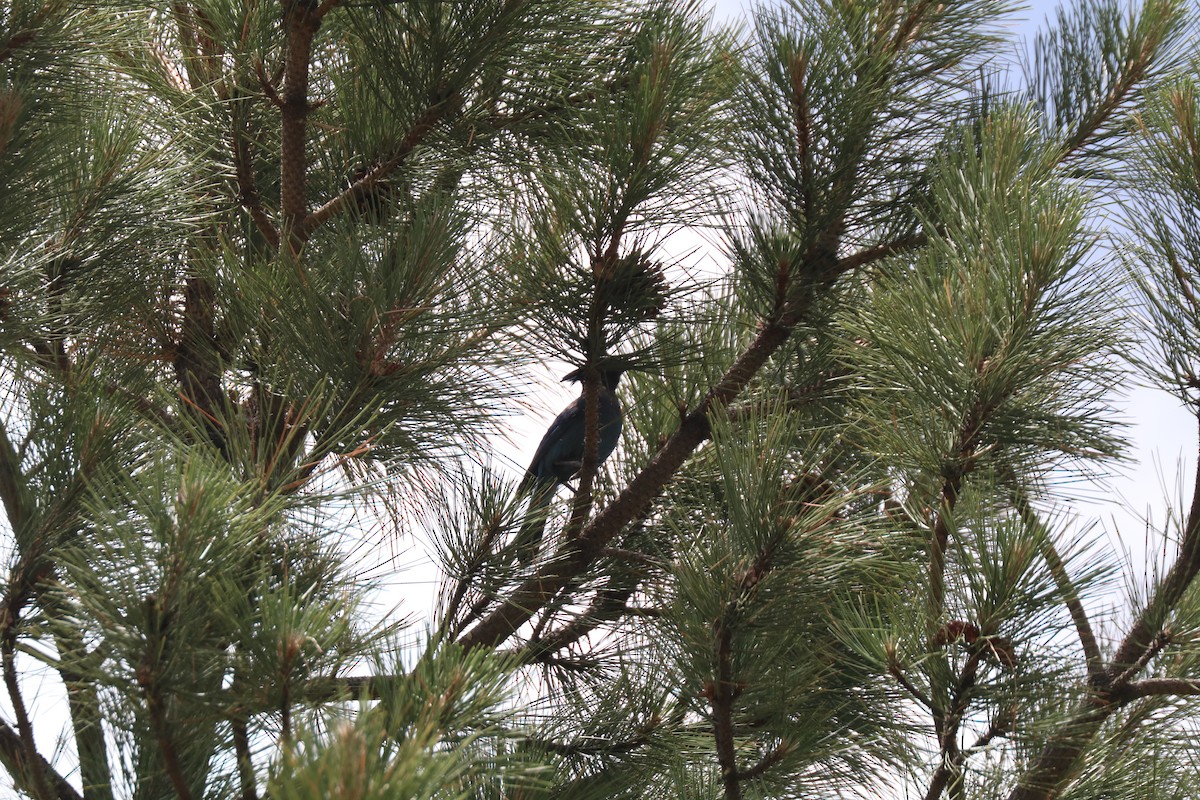 Steller's Jay - ML638683816