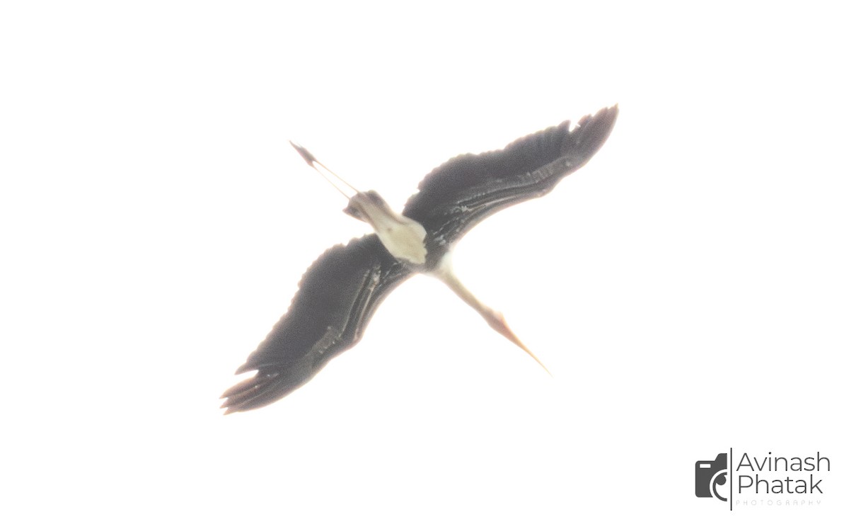 Painted Stork - ML638683817