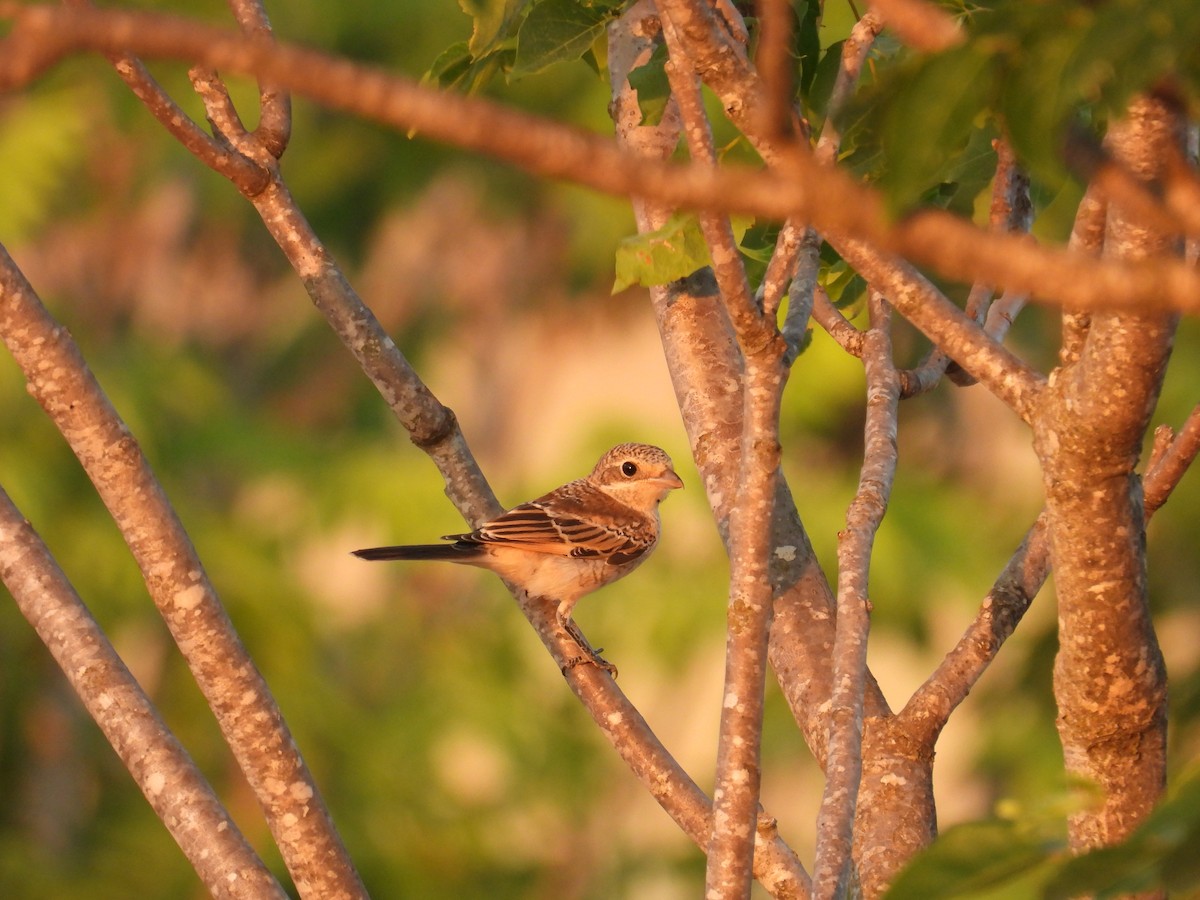 Woodchat Shrike - ML638683819